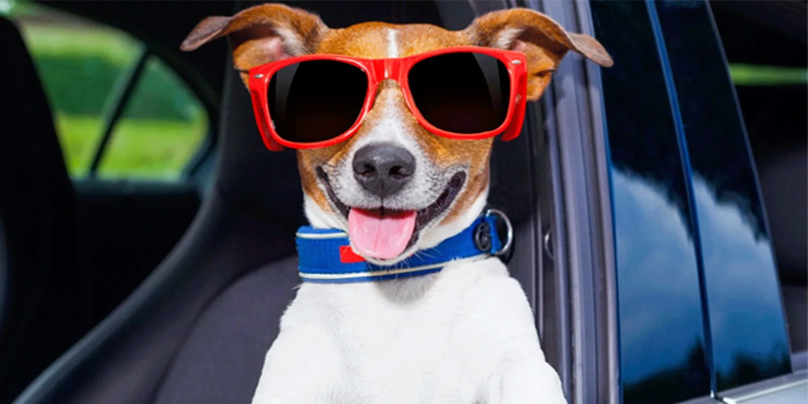 Trasporto-degli-animali-di-affezione