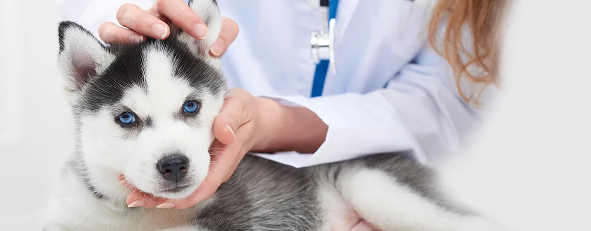 Veterinario online