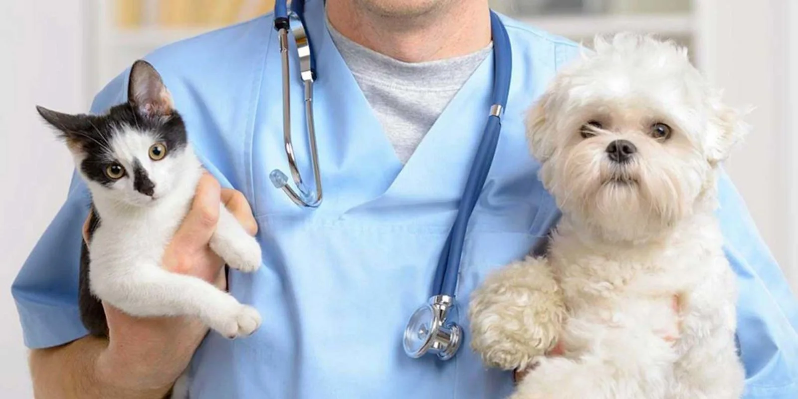 strelizzazione-del-cane-e-del-gatto